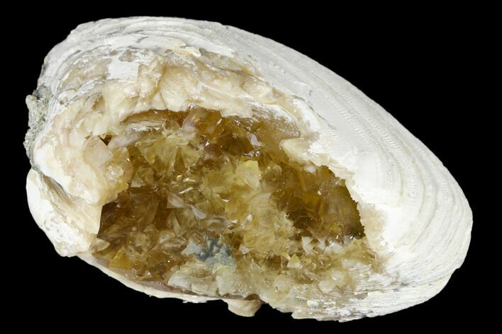 Fossil Clam with Fluorescent Calcite Crystals - Ruck's Pit, FL #177736